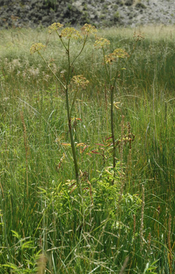 007 - Cicuta douglasii - Troublesome Creek salt marsh