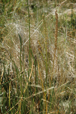 009 - Triglochin maritima - Troublesome Creek salt marsh