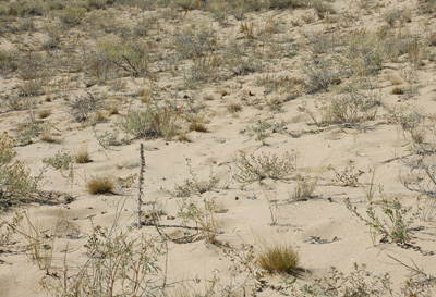 011 - dune diversity - North Sand Hills