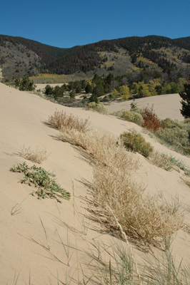 012 - Corispermum navicula - North Sand Hills